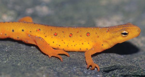 A yellow-orange juvenile eastern newt with small red spots along its body.